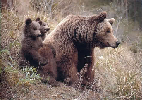 L'orso Marsicano è il simbolo del parco